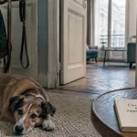 Chien en appartement au calme sur tapis, laisse et sac de promenade