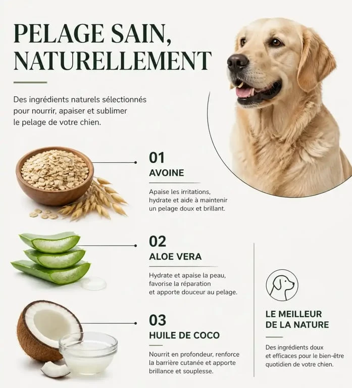 Ingrédients naturels recommandés dans le meilleur shampoing pour chien