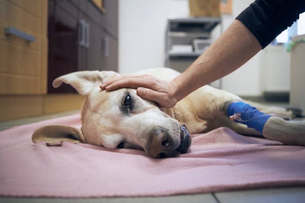 Votre animal est en détresse ? Une prise en charge vétérinaire en Normandie