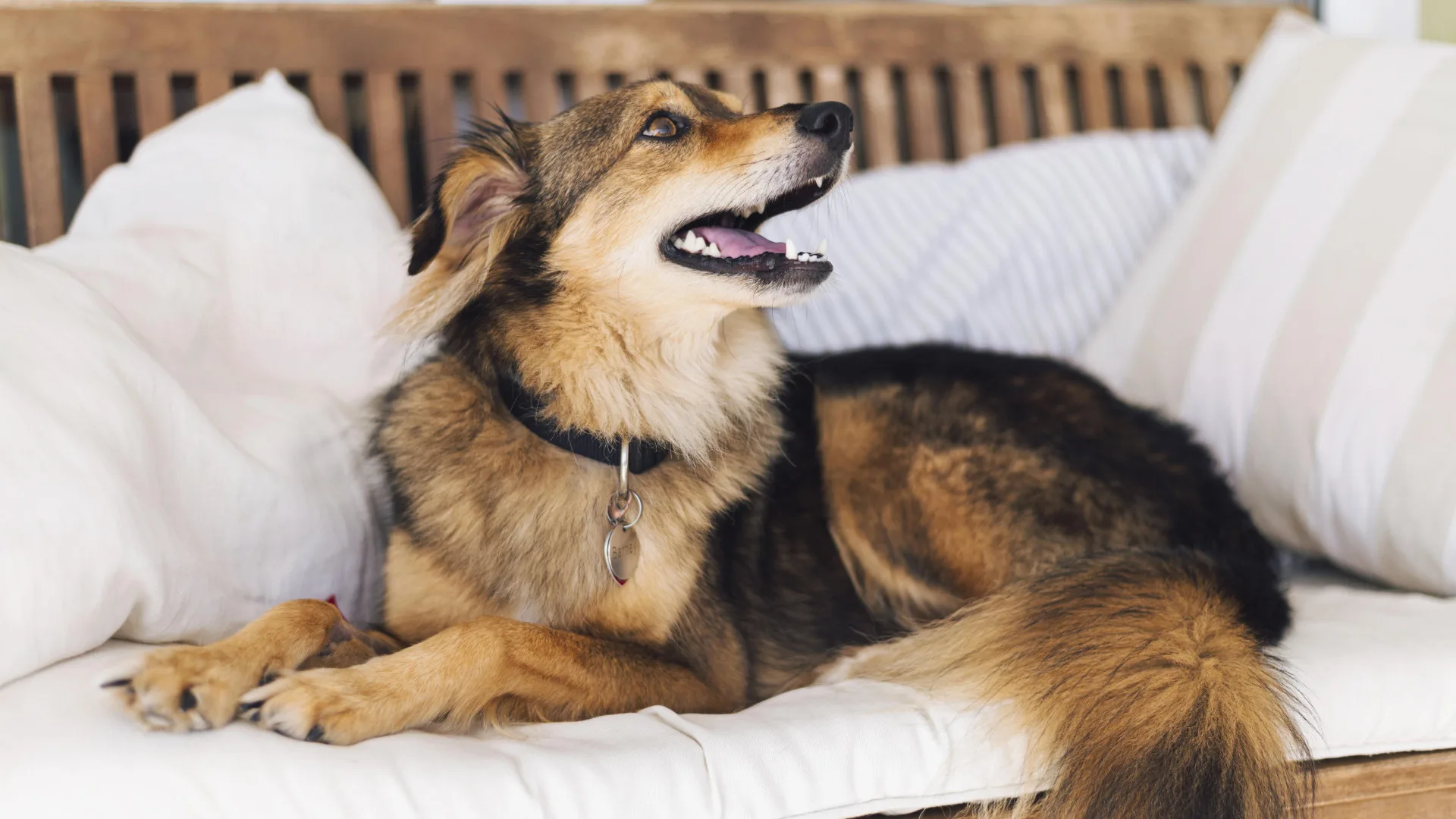 Les solutions de garde d’animaux à domicile pour partir en vacances l’esprit tranquille